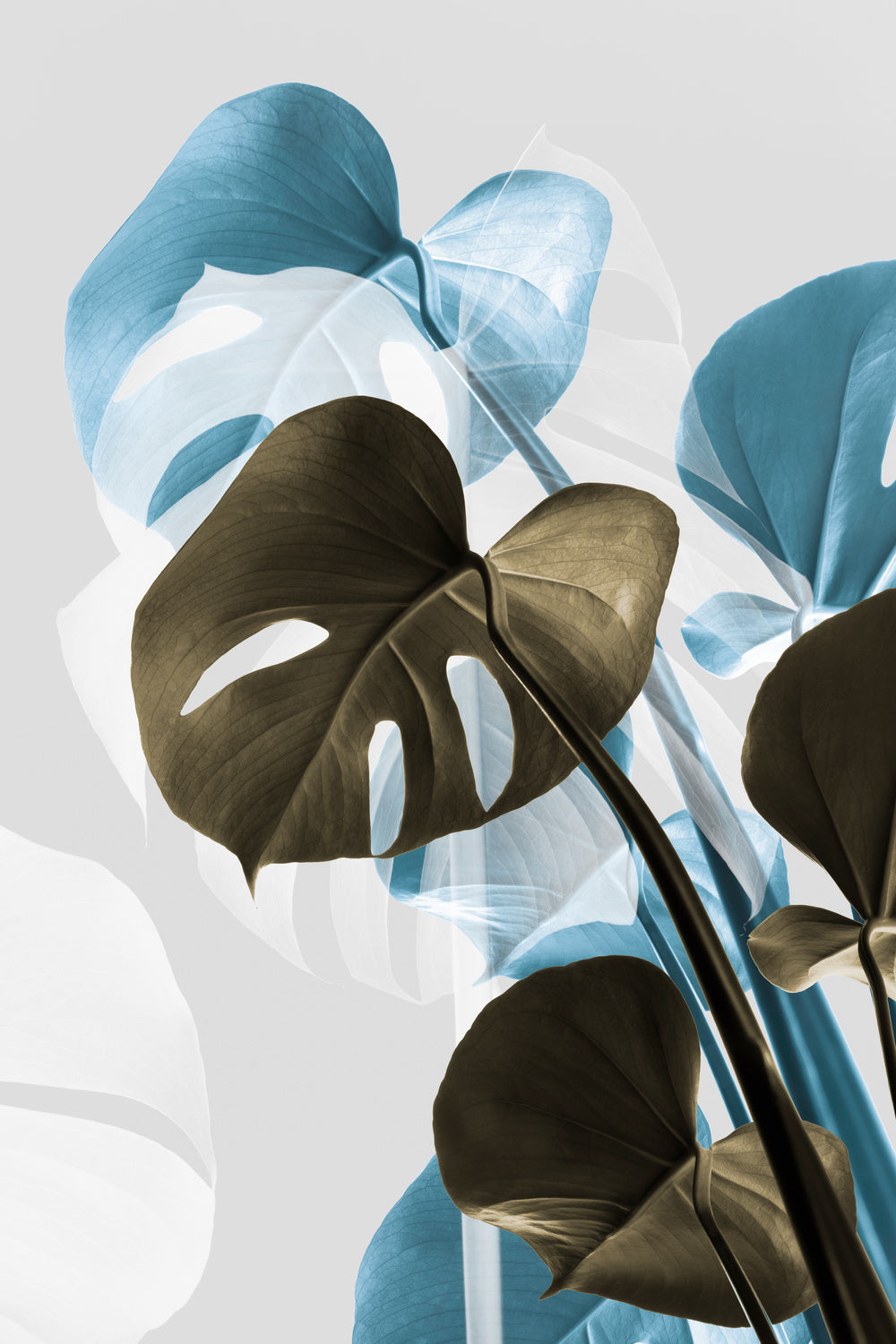 Monstera Creative 13 Poster och Canvastavla