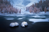 Glimpses of Partly Frozen Paradise Poster och Canvastavla