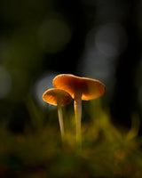 Glowing Mushrooms Poster och Canvastavla