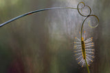 Baby Fire Caterpillar Poster och Canvastavla