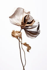 The Beauty Of Aging Poster och Canvastavla