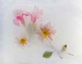 Fine Flowers. Poster och Canvastavla