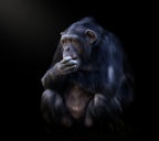 chimpanzee Poster och Canvastavla