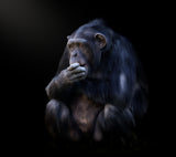 chimpanzee Poster och Canvastavla
