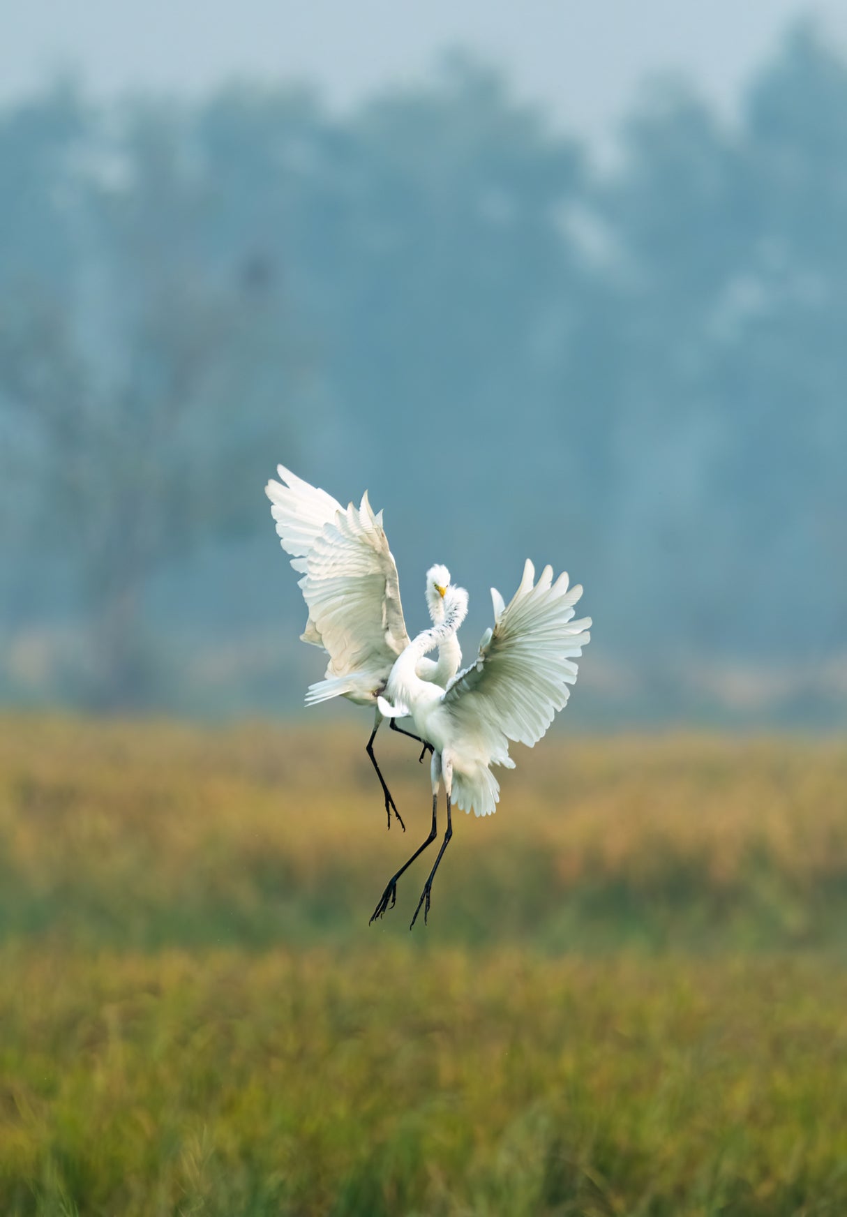 The Egret's Dance Poster och Canvastavla
