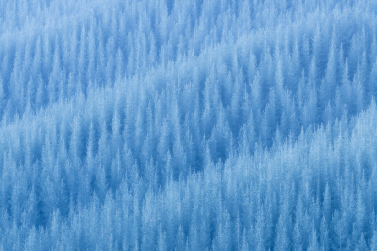 Winter's Pattern Poster och Canvastavla