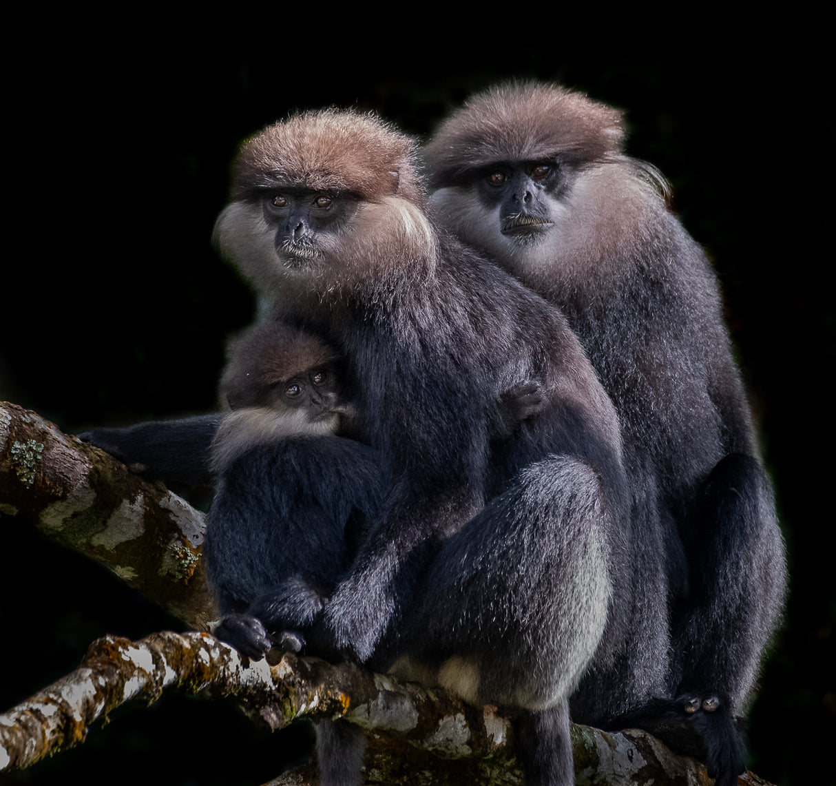 A Family of Black faced Monkey Poster och Canvastavla