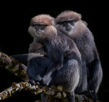 A Family of Black faced Monkey Poster och Canvastavla