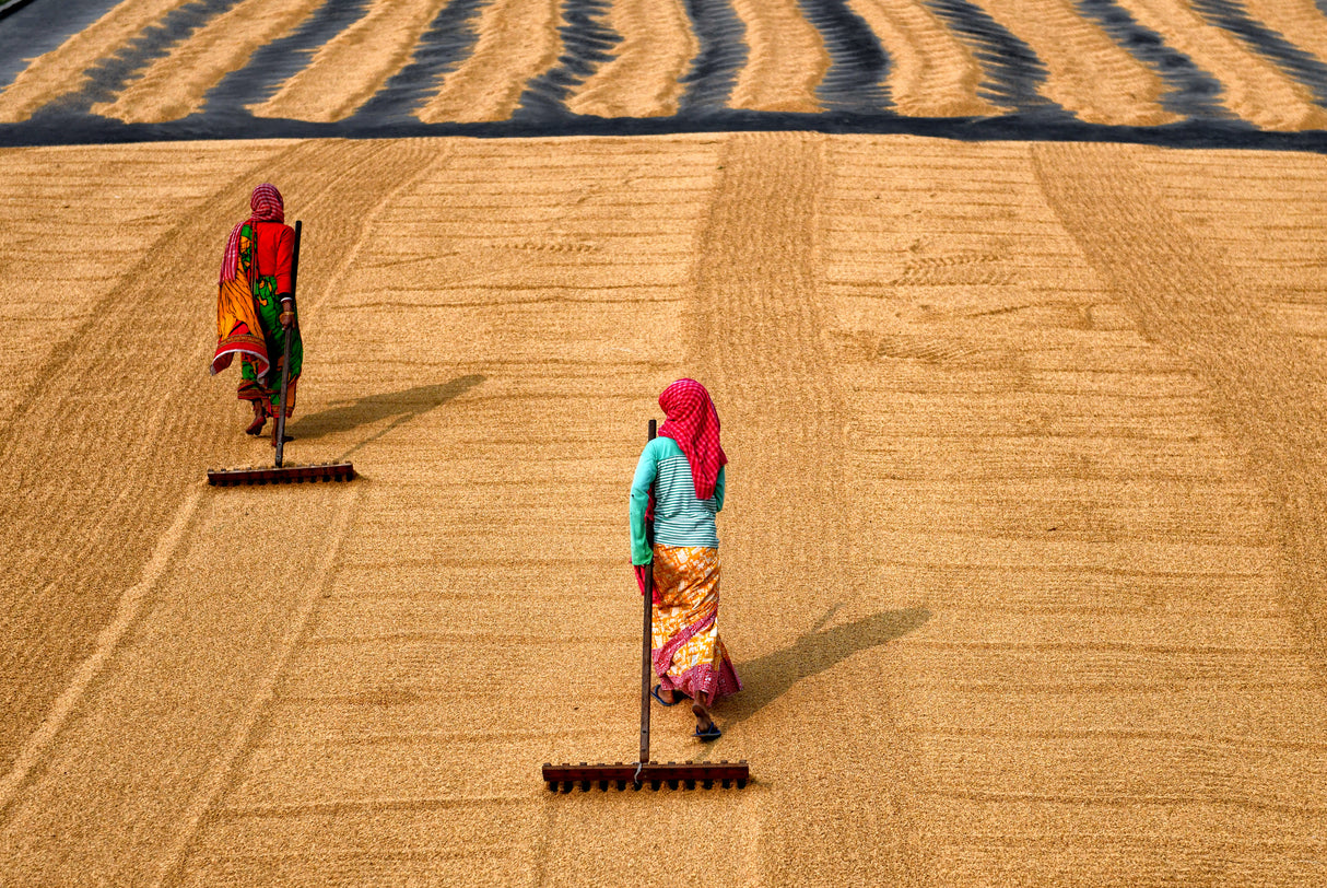 Paddy Processing Poster och Canvastavla