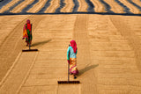 Paddy Processing Poster och Canvastavla