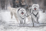 Winter sport Poster och Canvastavla