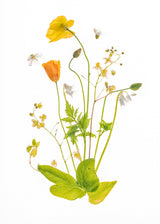 Fairy Garden Poster och Canvastavla