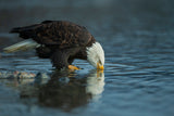 Bald eagle drink Poster och Canvastavla