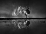 Deer in foggy night Poster och Canvastavla