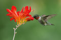 Ruby-throated hummingbird Poster och Canvastavla