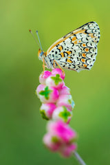 Butterfly at the tip Poster och Canvastavla