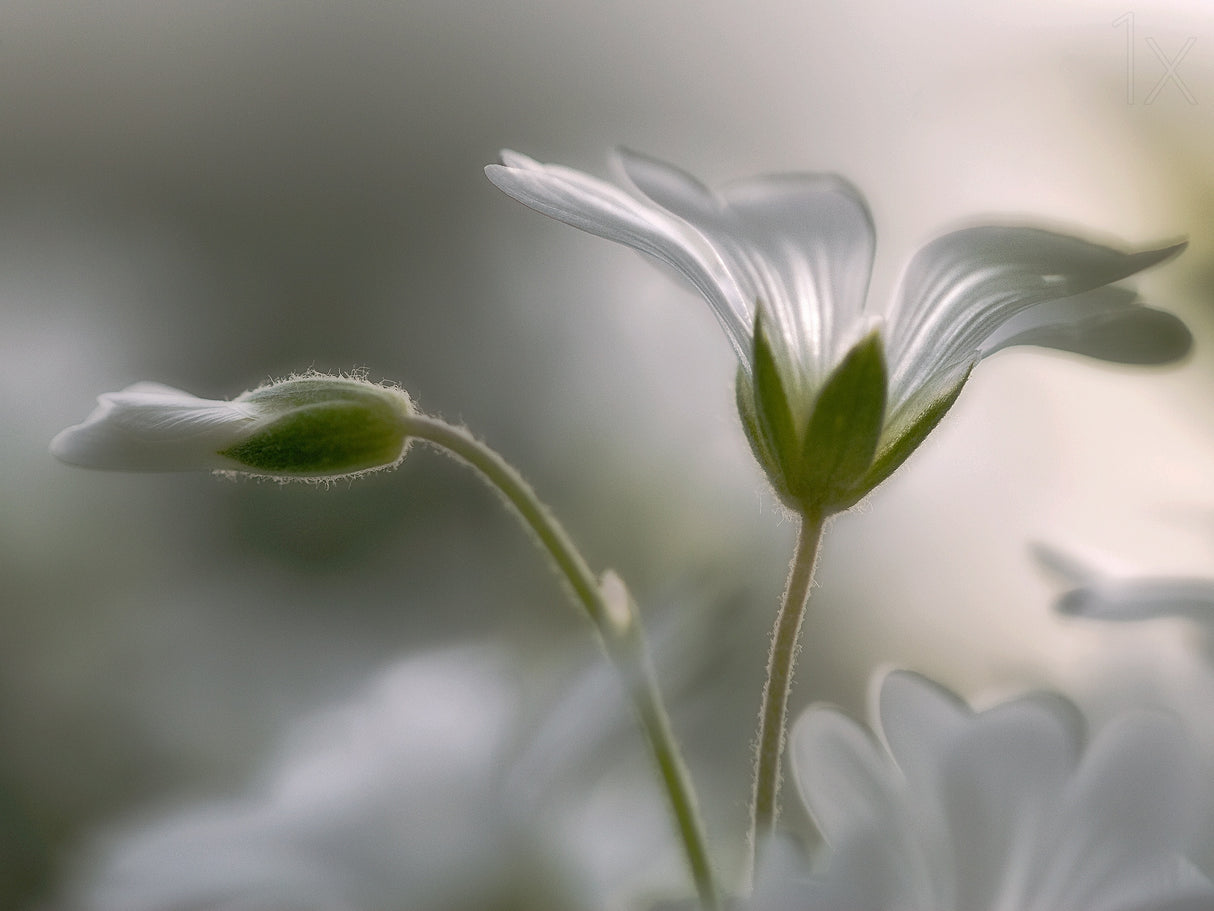 "Translucent" Poster och Canvastavla
