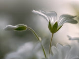 "Translucent" Poster och Canvastavla