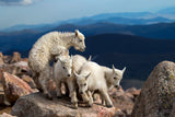 Baby Goats at play Poster och Canvastavla