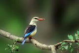 Gray-headed kingfisher Poster och Canvastavla