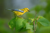 Blue winged warbler Poster och Canvastavla