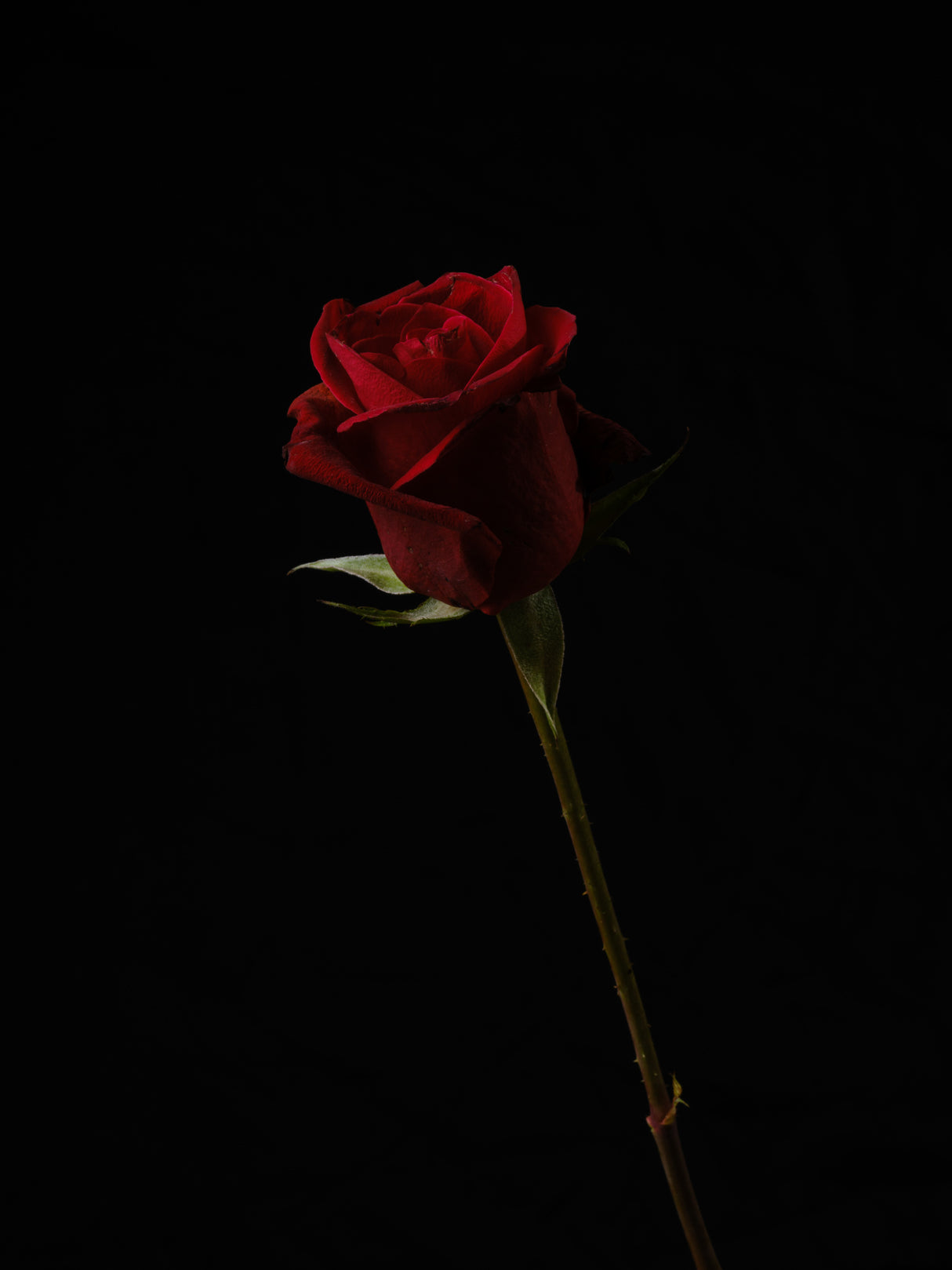 red rose isolated on black background Poster och Canvastavla