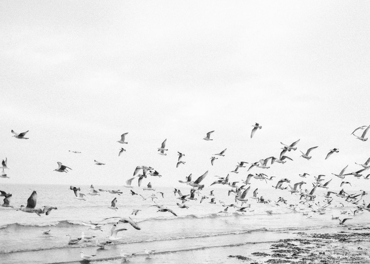 Seagulls - Coastal black and white Poster och Canvastavla