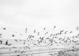Seagulls - Coastal black and white Poster och Canvastavla