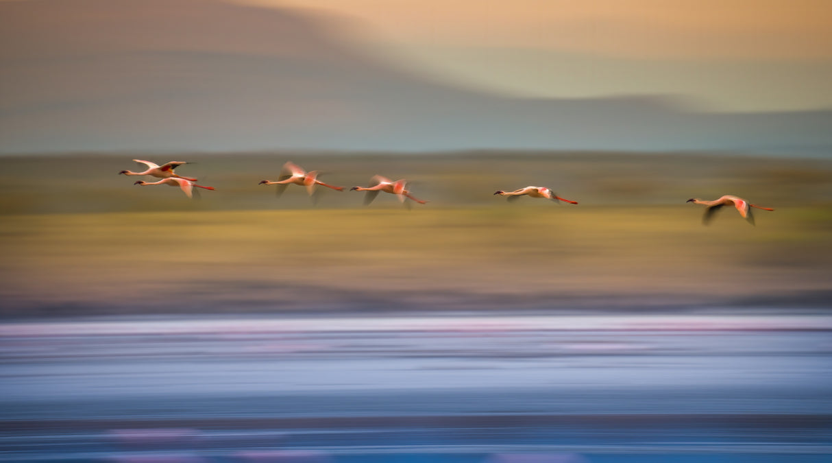 Flamingos in Flight Poster och Canvastavla