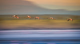 Flamingos in Flight Poster och Canvastavla