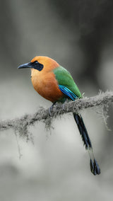Motmot Poster och Canvastavla