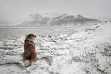 Snowstorm Poster och Canvastavla