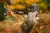 The rut Poster och Canvastavla