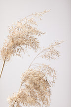 Reed Grass Grey 06 Poster och Canvastavla