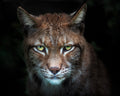 Lynx gaze Poster och Canvastavla