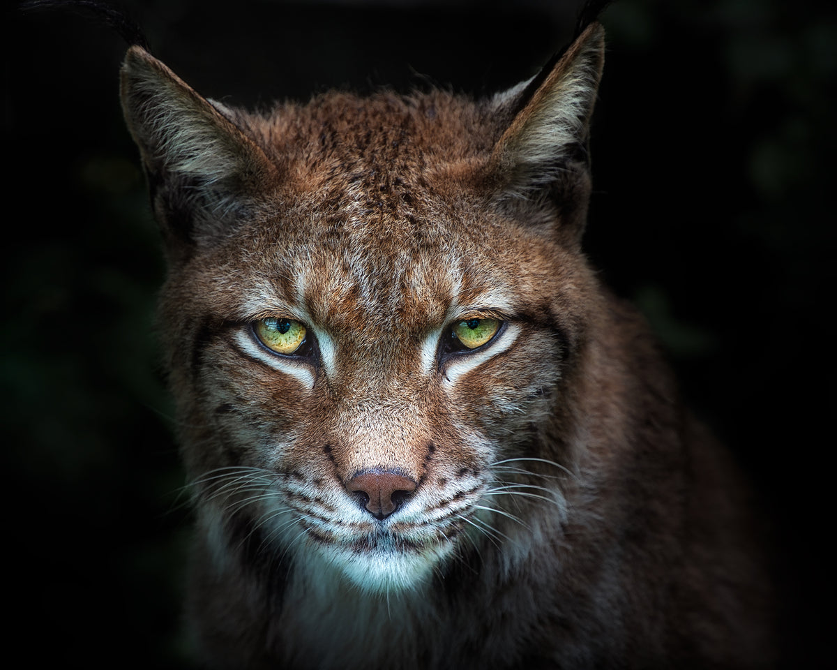 Lynx gaze Poster och Canvastavla