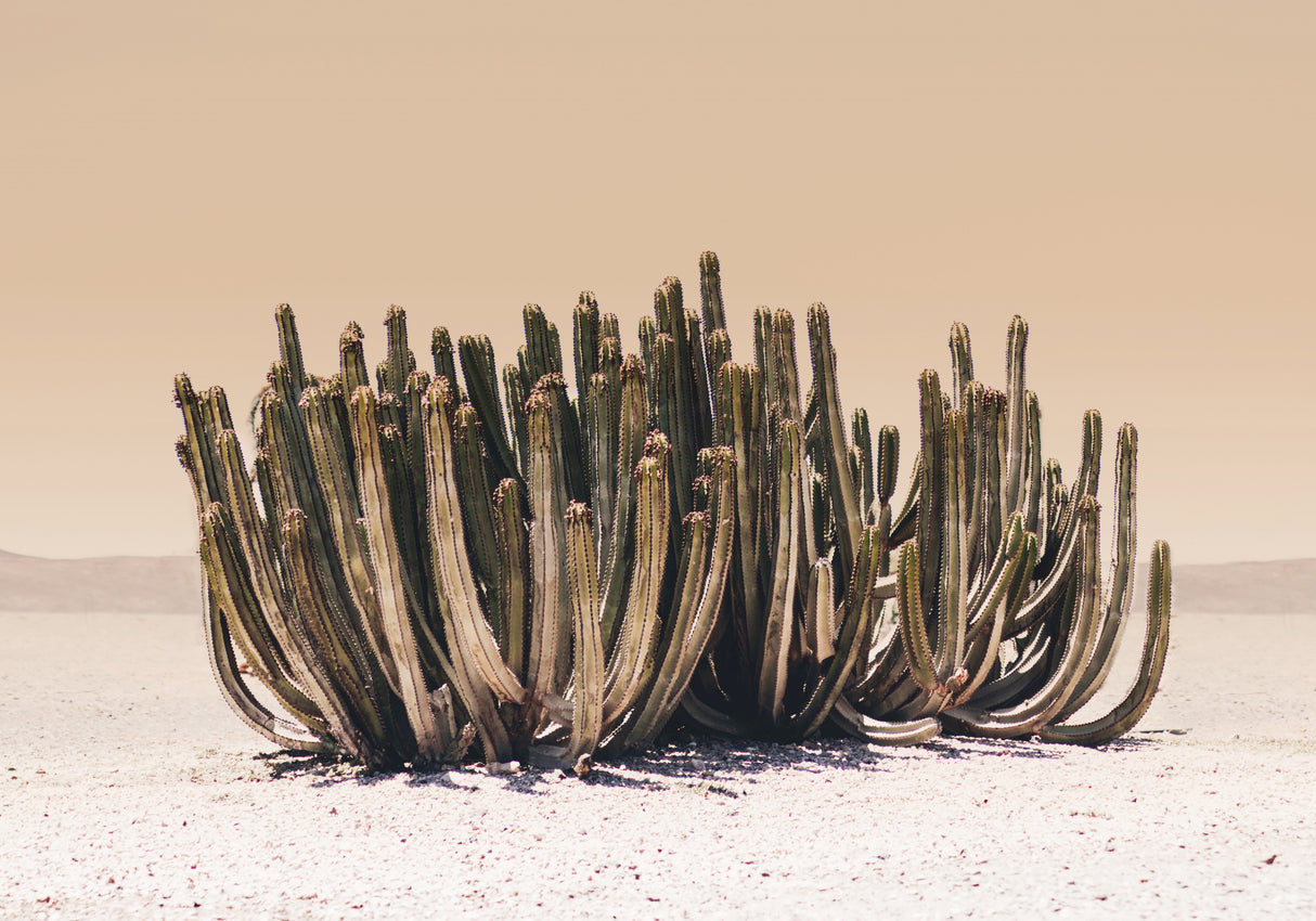 Peach Sky Cactus Poster och Canvastavla