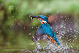 Kingfisher whit prey Poster och Canvastavla