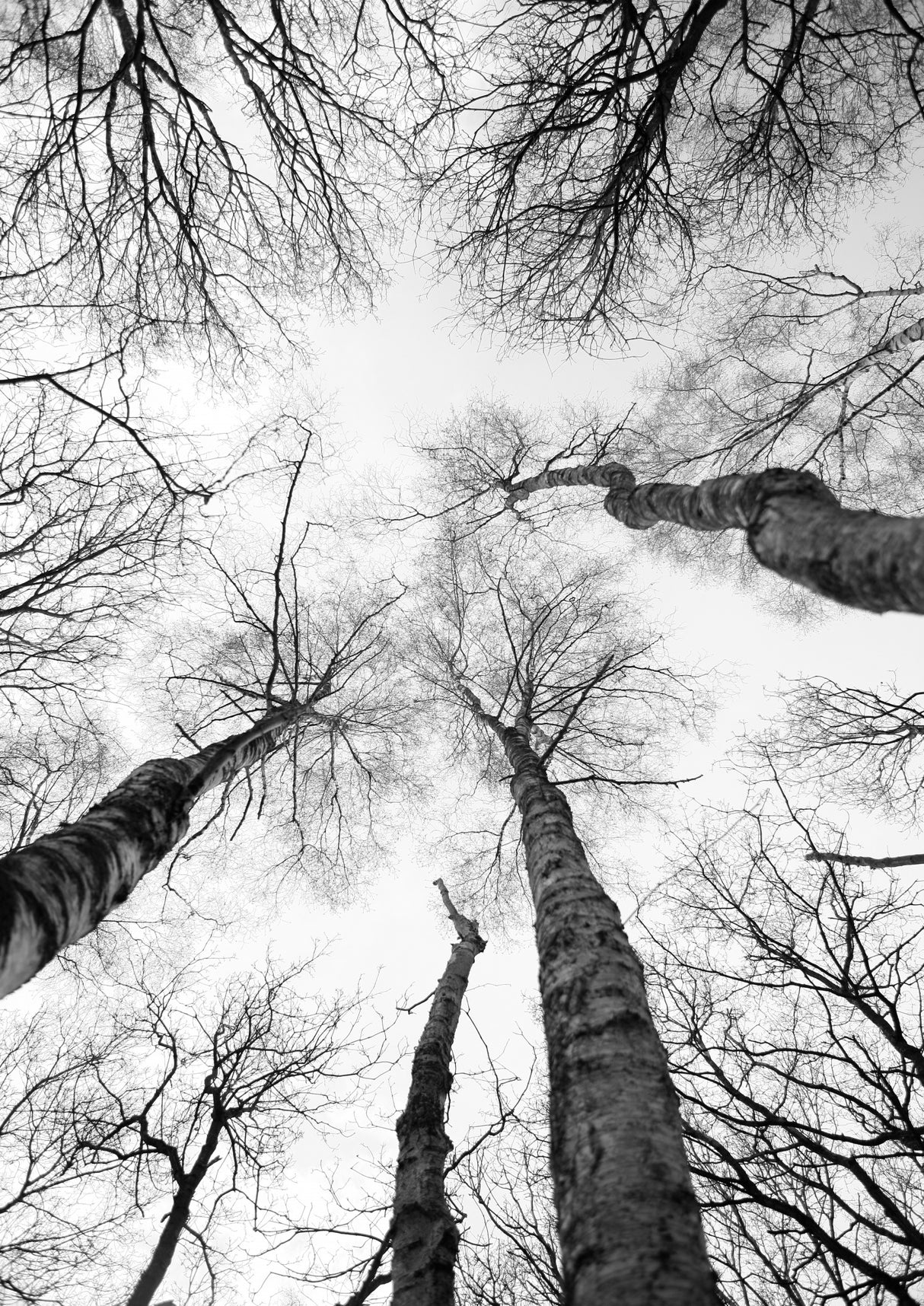 Tree Study 07 Poster och Canvastavla