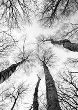 Tree Study 07 Poster och Canvastavla