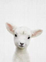 Peekaboo Baby Sheep Poster och Canvastavla
