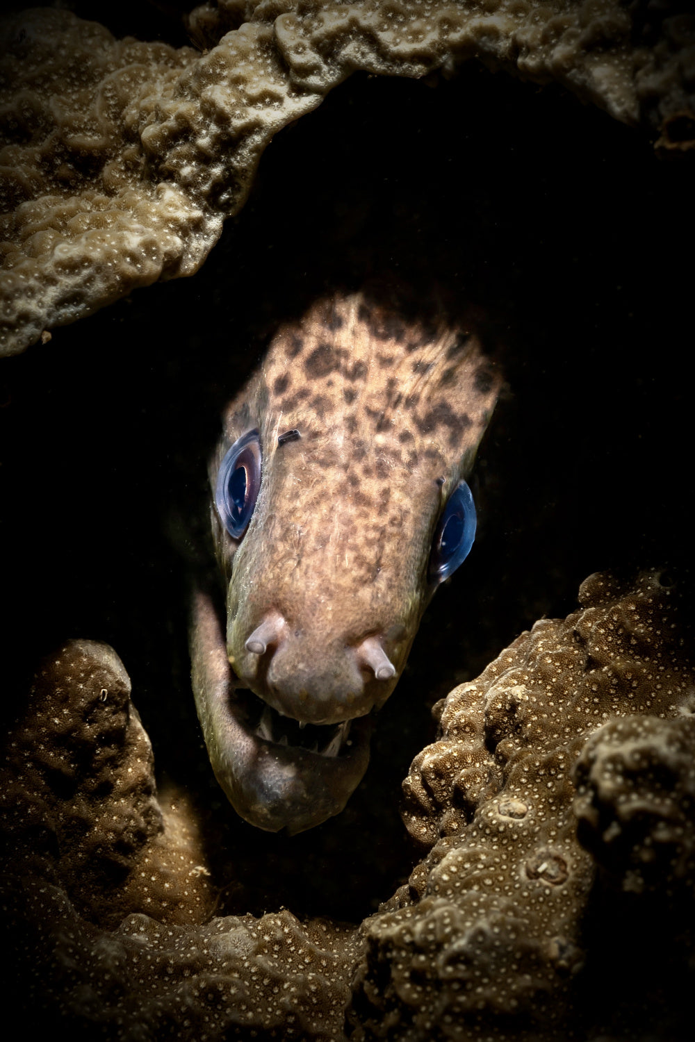 Moray Eel portrait Poster och Canvastavla