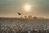 Common Cranes at sunrise... Poster och Canvastavla
