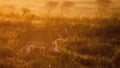 On the rise Poster och Canvastavla