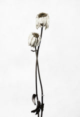 Drought Poster och Canvastavla