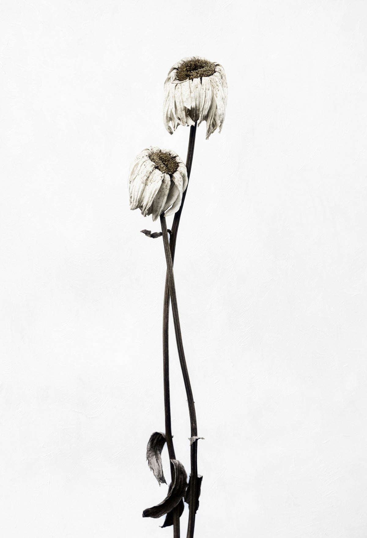 Drought Poster och Canvastavla