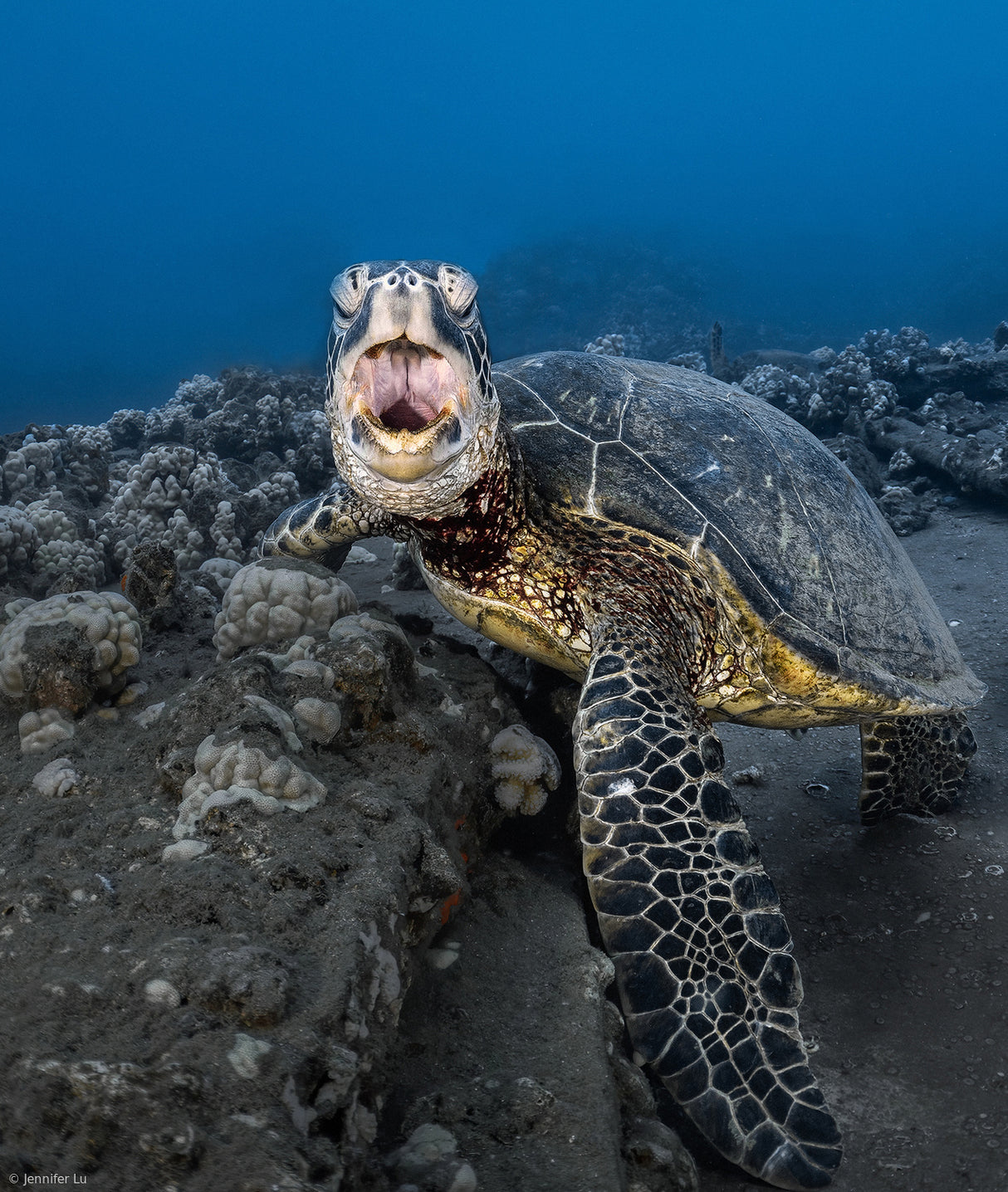 Turtle yawning Poster och Canvastavla