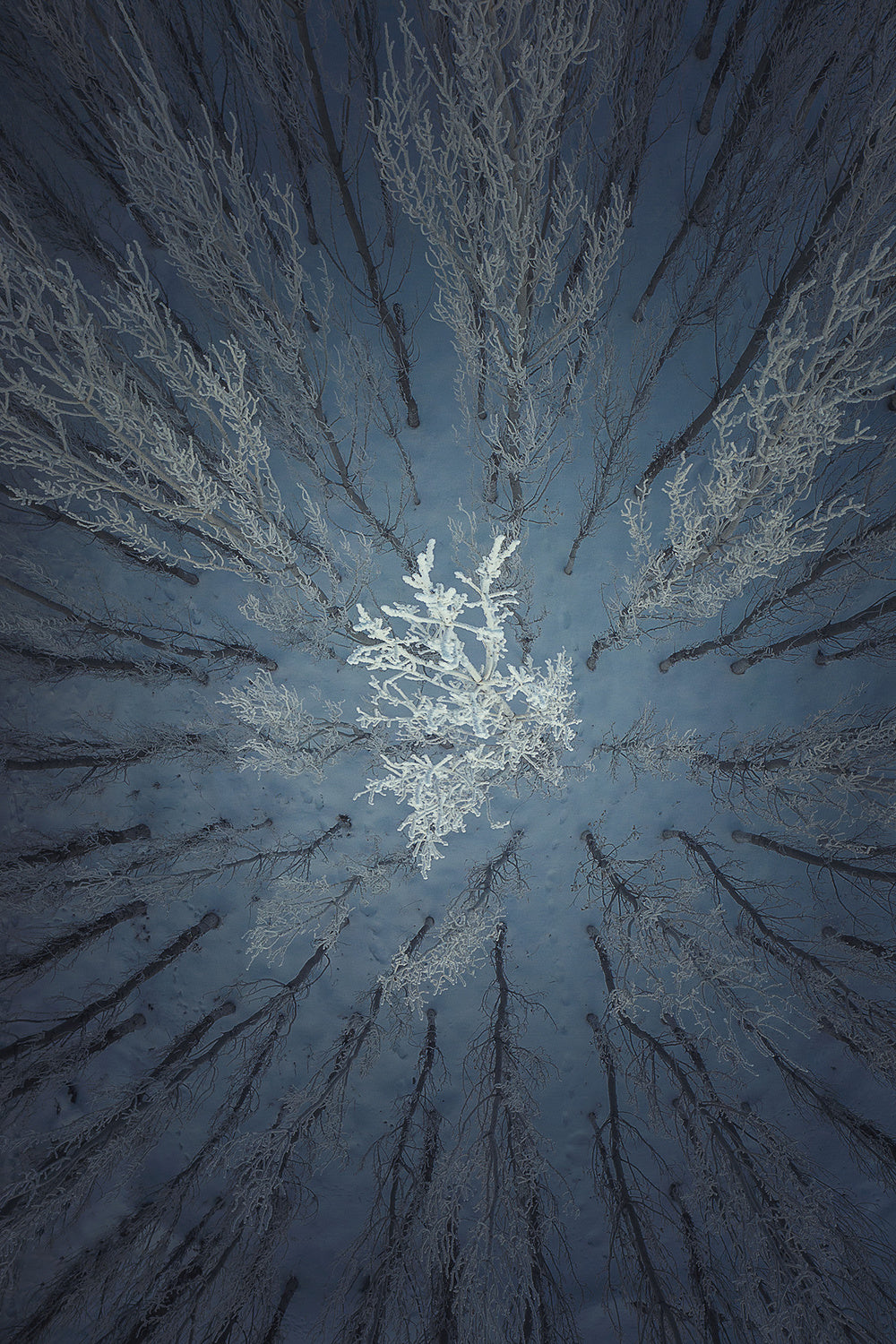 Aerial Snow Tree Poster och Canvastavla