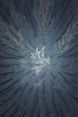 Aerial Snow Tree Poster och Canvastavla