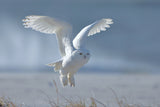 Snowy Owl Poster och Canvastavla